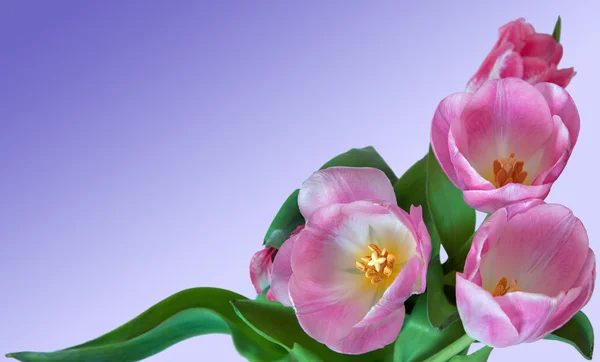 Pink tulips frame — Stock Photo, Image