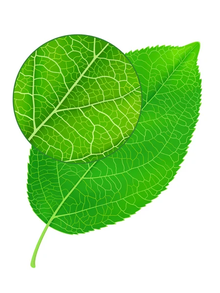 stock vector Detailed green leaf