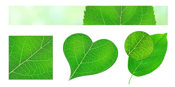 녹색 잎 텍스처와 디자인 요소 — 스톡 벡터