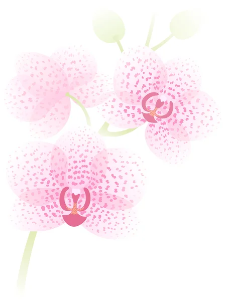 Orchideenzweig — Stockvektor