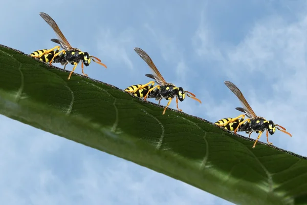Wasp-Parade — Stock Photo, Image
