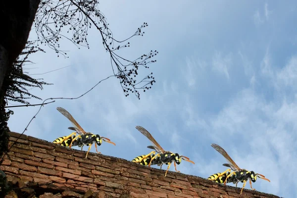 Wasp parada — Zdjęcie stockowe