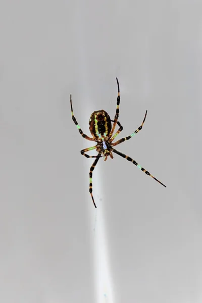 Wasp pająka — Zdjęcie stockowe