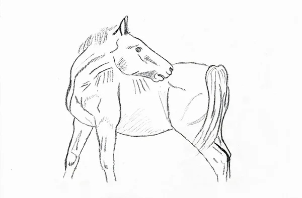 Mustang-föl — Stockfoto