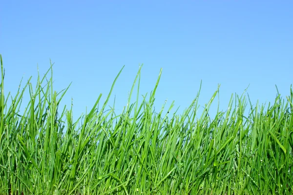 stock image Green grass