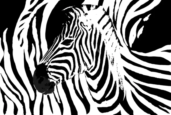 Zebra-kollázs Jogdíjmentes Stock Fotók