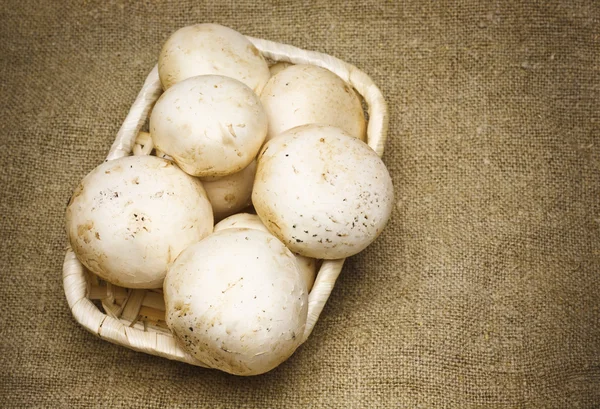 stock image Fresh Mushrooms