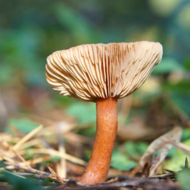 Growing small mushroom in autumn wood