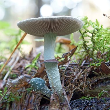 Growing small mushroom in autumn wood