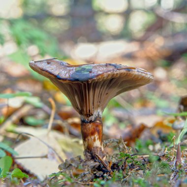 Growing small mushroom in autumn wood