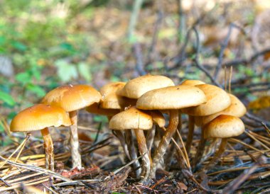 Growing small mushroom in autumn wood