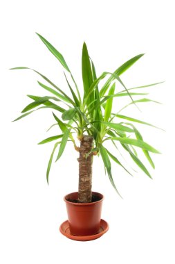 Plant in a pot, clipart