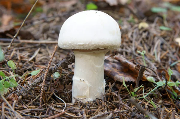 Growing small mushroom in autumn wood