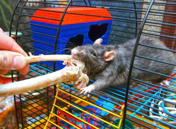 Die Ratte — Stockfoto