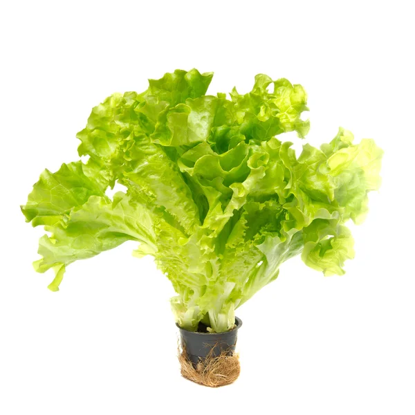 stock image Bunch of green salad on a white background