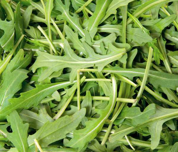 Green arugula,