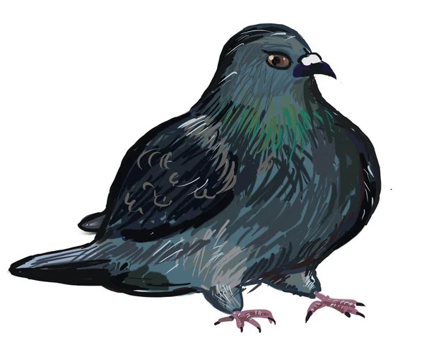 The drawn blue rock pigeon — Stock Photo, Image