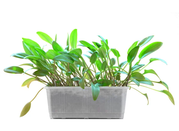 The house plant in a plastic pot is isolated on the white — Stock Photo, Image
