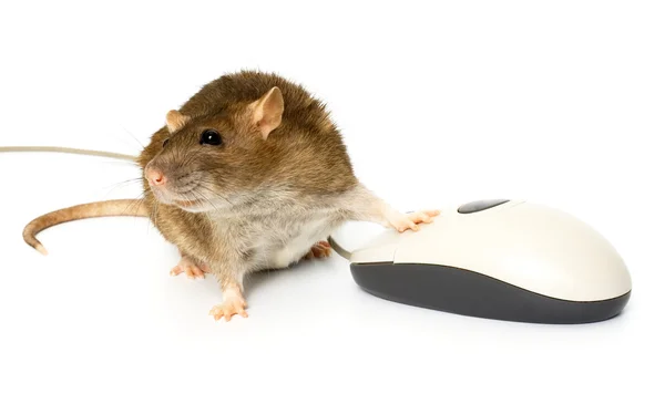 Rat and the computer mouse — Stock Photo, Image