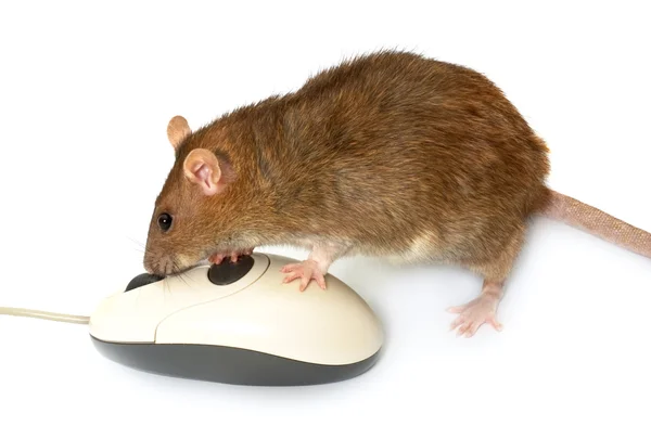Ratto e il mouse del computer — Foto Stock