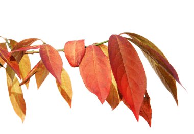 Autumn branch clipart