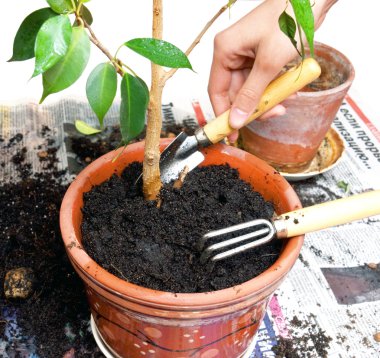 Beyaz arka plan üzerinde bitki pot üzerinde izole