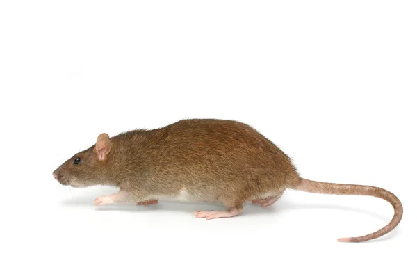 Серая крыса — стоковое фото