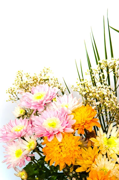Цветы разного цвета — стоковое фото