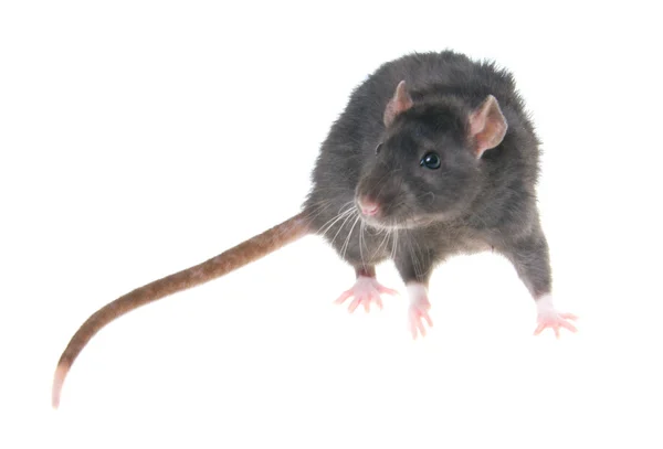 Foto av en råtta som isolerat på den vita bakgrunden — Stockfoto