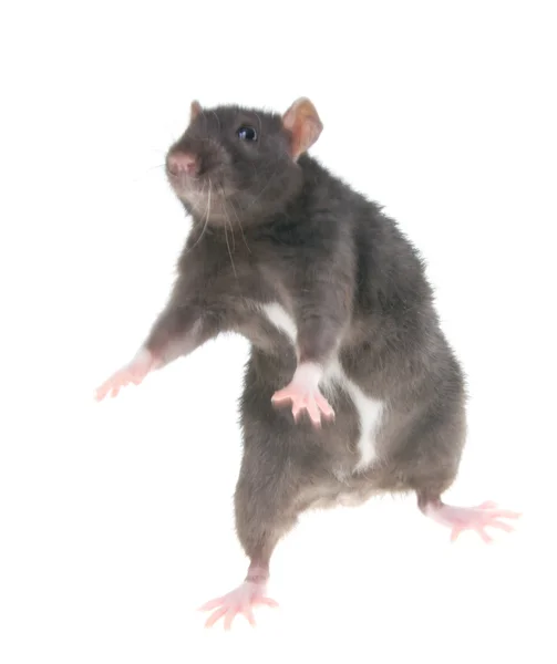 Foto de um rato isolado no fundo branco — Fotografia de Stock