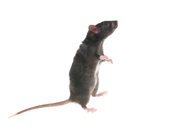Foto de una rata aislada sobre el fondo blanco — Foto de Stock