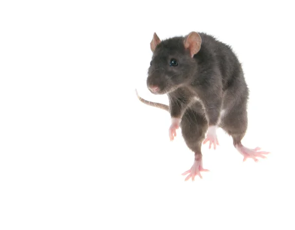 Foto de una rata aislada sobre el fondo blanco —  Fotos de Stock