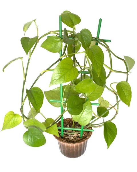 Green plant in a pot on a white background close up — Stock Photo, Image