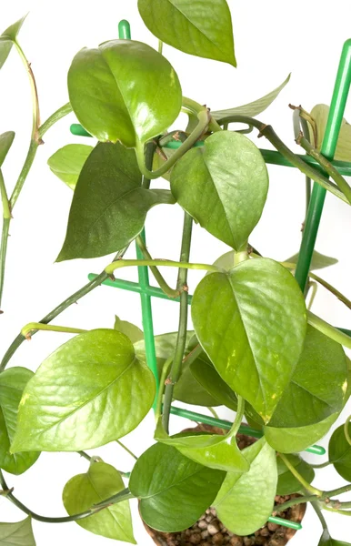 Zielona roślina w doniczce na białym tle z bliska — Zdjęcie stockowe
