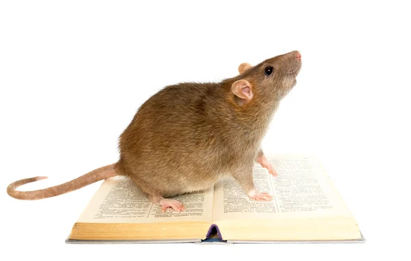 Rata y el libro sobre fondo blanco de cerca —  Fotos de Stock
