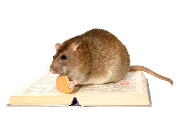 Ratte und Buch auf weißem Hintergrund in Nahaufnahme — Stockfoto