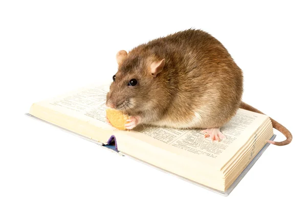 Ratte und Buch auf weißem Hintergrund in Nahaufnahme — Stockfoto
