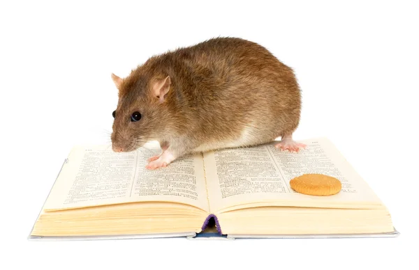Szczur i książka na białym tle z bliska — Zdjęcie stockowe