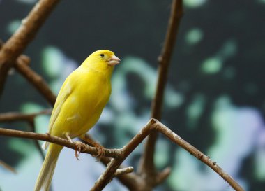 Bir ağacın dalındaki kuş