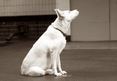 üzgün yalnız beyaz köpek