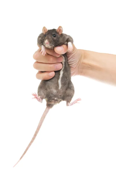 Rato em uma mão no branco — Fotografia de Stock