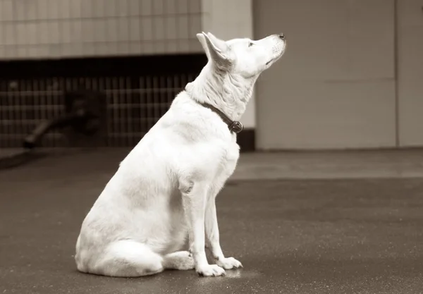 Der traurige einsame weiße Hund — Stockfoto