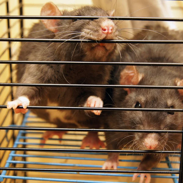 Ratos cinzentos — Fotografia de Stock