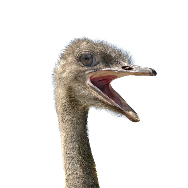Голова страуса, он изолирован на белом — стоковое фото