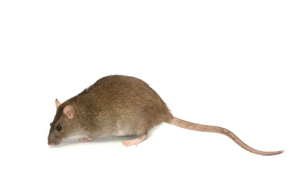 Šedá krysa s dlouhým ocasem, izolované na bílém — Stock fotografie