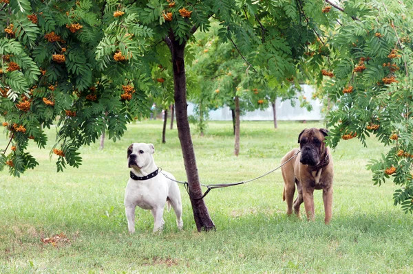 Two dogs under a tree — Stock Photo, Image