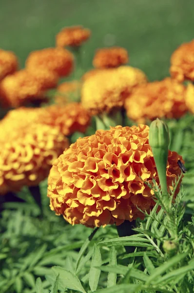 Orange blomma på en grön bakgrund — Stockfoto