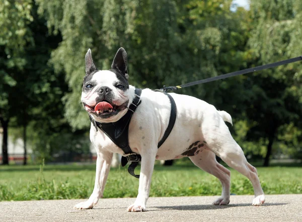 Portrait of a purebred french bulldog — Stock Photo, Image