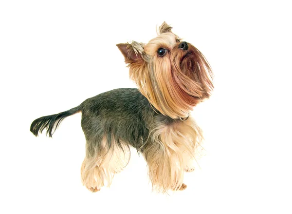 stock image Yorkshire Terrier