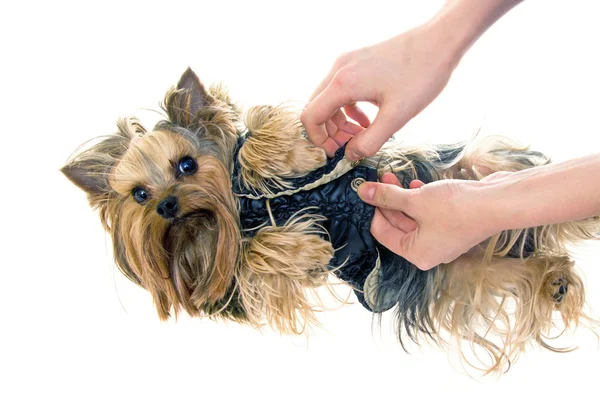 stock image Yorkshire Terrier